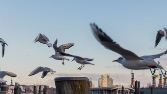 开云体育官方网站-澳大利亚乒乓球未来的目标：在全球比赛中稳步前行，澳大利亚乒乓球选手